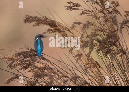 Gewöhnlicher Eisvögel (Alcedo atthis), AKA Eurasischer Eisvögel oder Flusseifer. Dieser farbenfrohe Vogel ist in ganz Eurasien und Nordafrika zu finden. I Stockfoto