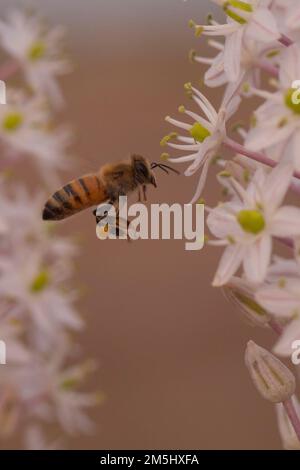 Honigbiene besucht eine Meereskrähe, (Drimia maritima) Israel, Herbst September Stockfoto