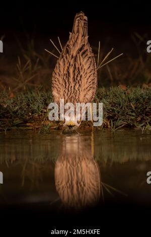 Steinkurbel, eurasischer dicker Knie oder eurasischer Steinkurbel (Burhinus oedicnemus). Dieser Watvogel findet man in trockenen, offenen Buschländern in Europa, Nord A Stockfoto