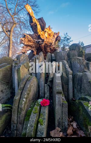 29. Dezember 2022: St Pancras Gardens, London, starke Winde verursachen den Zusammenbruch des 150 Jahre alten Hardy Tree, ein historisches und natürliches Wahrzeichen Stockfoto