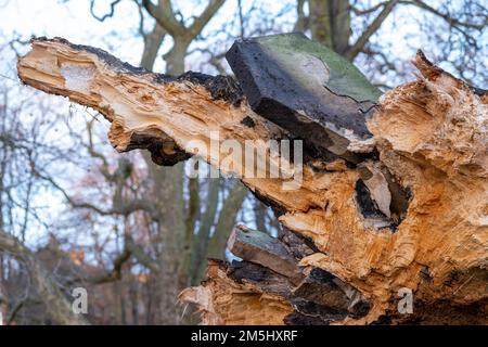 29. Dezember 2022: St Pancras Gardens, London, die zertrümmerte Wurzel des Hardy Tree, ein Wahrzeichen, zerstört durch den hohen Wind von Weihnachten Stockfoto