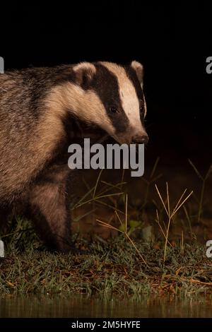 Europäischen Dachs (Meles meles). Diese relativ große Säugetier, in den meisten Bereichen auf dem Europäischen Festland gefunden wird, ist auf das viel kleinere Marder, Hermeline ein Stockfoto