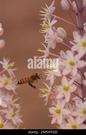 Honigbiene besucht eine Meereskrähe, (Drimia maritima) Israel, Herbst September Stockfoto