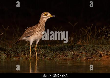 Steinkurbel, eurasischer dicker Knie oder eurasischer Steinkurbel (Burhinus oedicnemus). Dieser Watvogel findet man in trockenen, offenen Buschländern in Europa, Nord A Stockfoto