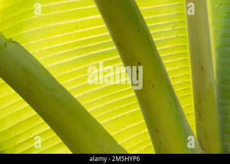 Abstrakte Hinterleuchtung von Bananenblättern. Stockfoto
