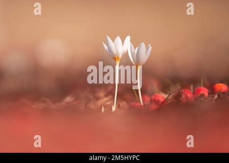 Blooming Autumn Crocus oder Fall Crocus (Crocus pallasii), fotografiert in Israel im November Stockfoto