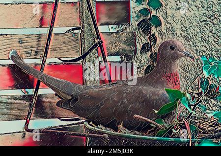 Digital verbessertes Bild einer lachenden Nesttaube (Spilopelia senegalensis) Stockfoto