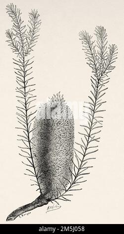 Blattwerk und Kegel von Banksia latifolia, australische Bundesstaaten Victoria, Australien. Souvenir eines französischen Hausbesetzers in Australien von H. de Castella 1854-1856 Stockfoto