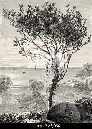 Banksia latifolia, australische Bundesstaaten Victoria, Australien. Souvenir eines französischen Hausbesetzers in Australien von H. de Castella 1854-1856 Stockfoto