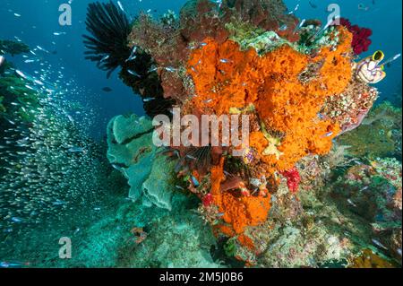 Malerische Rifflandschaft mit Schwämmen und Weichkorallen, Raja Ampat Indonesia