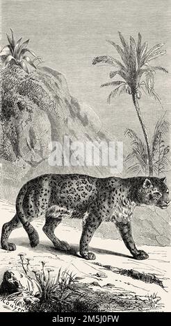 Ein Jaguar (Panthera onyx) Argentinien, Südamerika. Abenteuer und Missgeschicke von Mrs. Libarona im Gran Chaco 1840-1841 Stockfoto