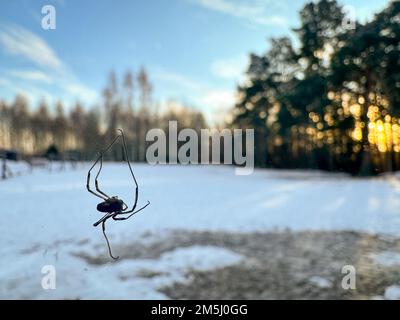 Eine riesige Black House Spinne sitzt bei Sonnenuntergang auf einem Fensterglas mit einer Waldlandschaft im Hintergrund. Stockfoto