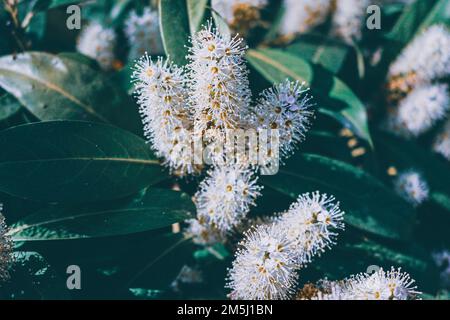 KirschLaurel in Blüte. Stockfoto