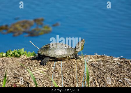 Eine europäische Teichschildkröte in den Sümpfen des donaudeltas Stockfoto