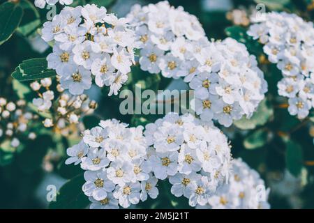 Erstaunliche weiße Spiraea, fotografiert im Sommer. Stockfoto