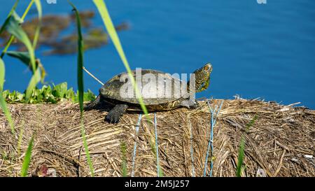 Eine europäische Teichschildkröte in den Sümpfen des donaudeltas Stockfoto