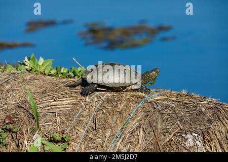 Eine europäische Teichschildkröte in den Sümpfen des donaudeltas Stockfoto