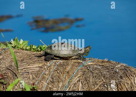 Eine europäische Teichschildkröte in den Sümpfen des donaudeltas Stockfoto