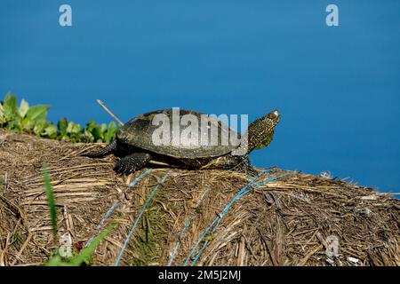 Eine europäische Teichschildkröte in den Sümpfen des donaudeltas Stockfoto