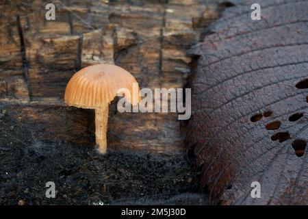 Essbare Pilze Tubaria furacea auf dem Holz. Bekannt als Scurfy Twiglet oder total langweilige Tubaria. Wilde beigefarbene Pilze im Hochwasserwald. Stockfoto