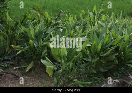 Kurkumapflanzen (Curcuma Longa), die in der Nähe eines Reisfeldes auf dem kleinen Landabschnitt wachsen Stockfoto