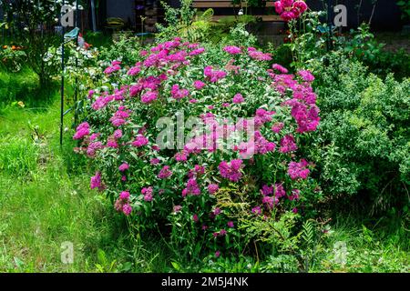 Großer Busch mit zarten rosafarbenen Blüten des Spiraea nipponica genpei Strauchs in voller Blüte und einem kleinen Grünen Juni Käfer, wunderschöner Blumenhintergrund im Freien Stockfoto