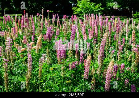 Viele leuchtend rosa Lupinusblüten, allgemein bekannt als Lupine oder Lupine, in voller Blüte und grünem Gras in einem sonnigen Frühlingsgarten, wunderschöne Flora im Freien Stockfoto