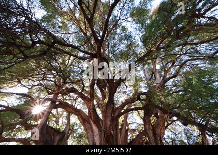 28. Dezember 2022, Santa Maria El Tule, Mexiko: Allgemeiner Blick auf die gigantische und einzigartige Wacholder namens „Tule Tree“, eine der Naturschönheiten von Oaxaca mit mehr als 2.000 Jahren, Der Baum hat eine Höhe von 40 Metern und einen Durchmesser von 52,58 m. Er befindet sich in Santa María El Tule, 12 km von der Stadt Oaxaca entfernt. 28. Dezember 2022 in Santa Maria El Tule, Mexiko. (Foto: Carlos Santiago/Eyepix Group) Stockfoto