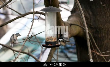 Chickadee mit schwarzem Kappen im Vogelfutter und getuftete Tittmaus, die im Winter im Freien fliegt Stockfoto