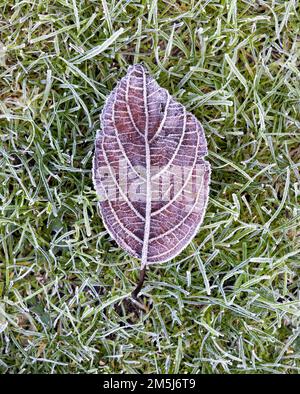 Frost bedeckt ein totes, braunes Blatt, wenn es auf Gras liegt Stockfoto