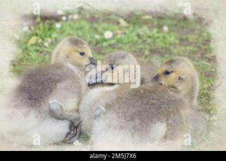 Digitale Aquarellmalerei von Kanadischen Gänseblümchen, die im Gras liegen. Stockfoto