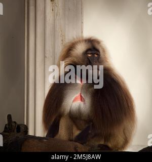 gelada-Paviane oder Affen mit blutendem Herzen beim Sonnenbaden im Zoo. Rotterdam, Niederlande Stockfoto