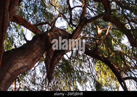 28. Dezember 2022, Santa Maria El Tule, Mexiko: Allgemeiner Blick auf die gigantische und einzigartige Wacholder namens „El Árbol del Tule“, eine der Naturschönheiten von Oaxaca mit mehr als 2.000 Jahren, Der Baum hat eine Höhe von 40 Metern und einen Durchmesser von 52,58 m. Er befindet sich in Santa María El Tule, 12 km von der Stadt Oaxaca entfernt. 28. Dezember 2022 in Santa Maria El Tule, Mexiko. (Foto: Carlos Santiago/Eyepix Group/Sipa USA) Guthaben: SIPA USA/Alamy Live News Stockfoto