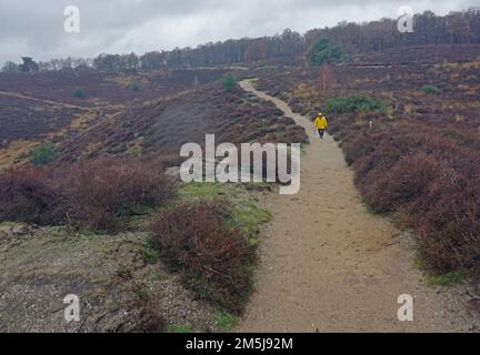 In der Ferne wandert ein älterer Wanderer durch die wunderschöne hügelige Heide Posbank. In den Niederlanden regnet es im Winter. Stockfoto