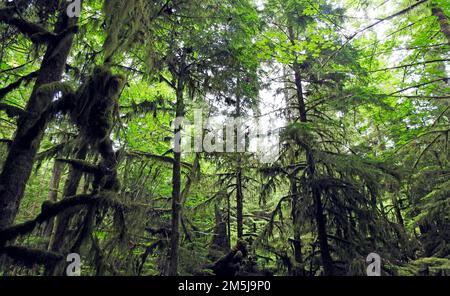 Regenwald, Pacific Rim Nat. Park, Tofino, Kanada Stockfoto