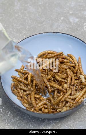 Getrocknete Mehlwürmer als Vogelfutter, zum füttern von Vögeln. Die Mehlwürmer sollten vor dem Verfüttern in Wasser eingeweicht werden Stockfoto