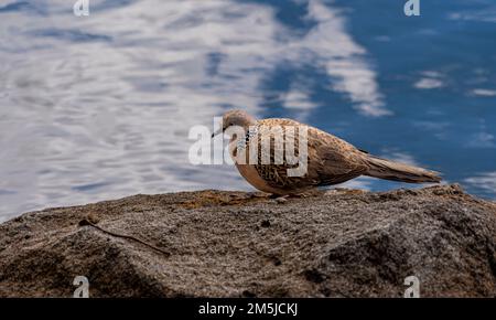 Mauretanischer gepunkteter Taubenvogel mit schwarz-weiß-gelb und grau gestreiften gepunkteten Brust- und Schwanzfedern Stockfoto