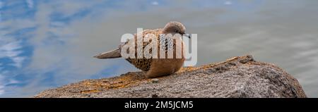 Mauretanischer gepunkteter Taubenvogel mit schwarz-weiß-gelb und grau gestreiften gepunkteten Brust- und Schwanzfedern Stockfoto