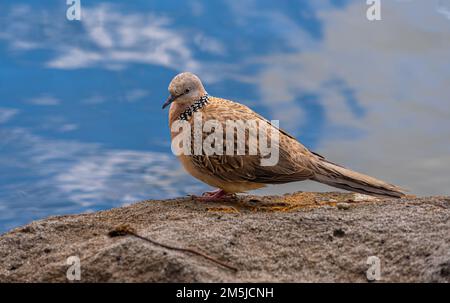 Mauretanischer gepunkteter Taubenvogel mit schwarz-weiß-gelb und grau gestreiften gepunkteten Brust- und Schwanzfedern Stockfoto