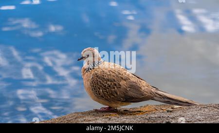 Mauretanischer gepunkteter Taubenvogel mit schwarz-weiß-gelb und grau gestreiften gepunkteten Brust- und Schwanzfedern Stockfoto