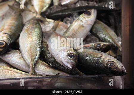 Frische Bastardmakrele oder japanische Aji auf dem Fischmarkt in Hawaii Stockfoto