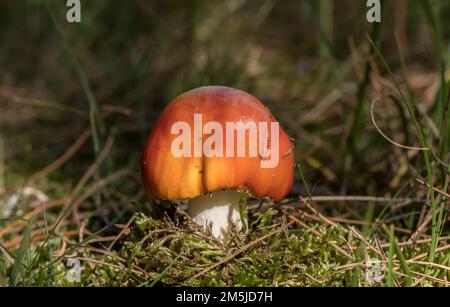 Junge Amanita Muscaria, flieg Agarpilze im Wald Stockfoto