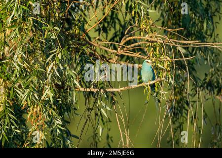 Eine europäische blaue Walze im Donaudelta Stockfoto