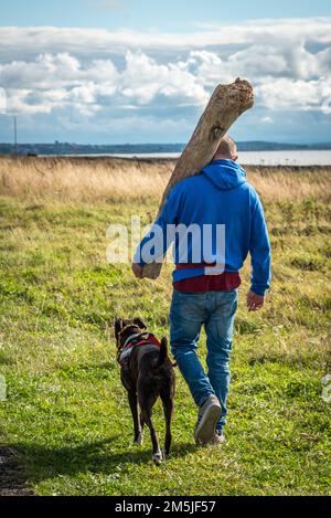 Sammeln und Tragen von Brennholz Stockfoto