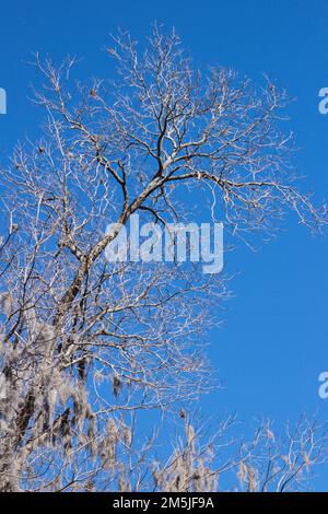 Alte Eiche bedeckt mit spanischem Moos, sodass der Baum im Herbst und Winter geisterhaft aussieht! Es handelt sich um eine Bromelie, die in derselben taxonomischen Familie wie Ananas liegt Stockfoto