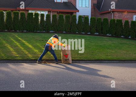 Arbeiter trägt Warnjacke und reinigt Laubstreu auf der Straße. - Mit dem Gesicht weg. Lower Mainland, British Columbia, Kanada. Stockfoto
