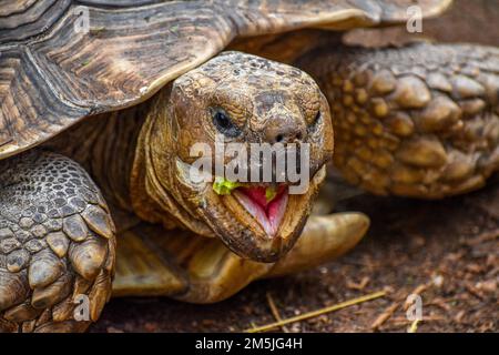 Eine Nahaufnahme einer Galapagos-Riesenschildkröte mit wunderschön strukturierter Reptilienhaut, die ein grünes Blatt isst Stockfoto