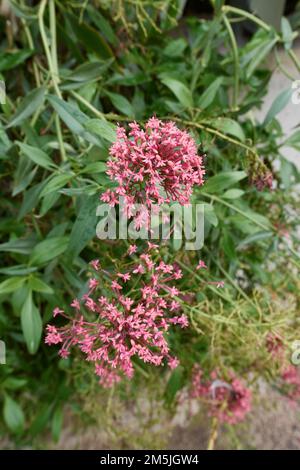 Centranthus ruber-purpurrote Blüte Stockfoto