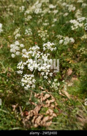 Conopodium majus in Blüte Stockfoto