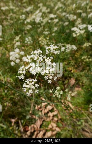 Conopodium majus in Blüte Stockfoto